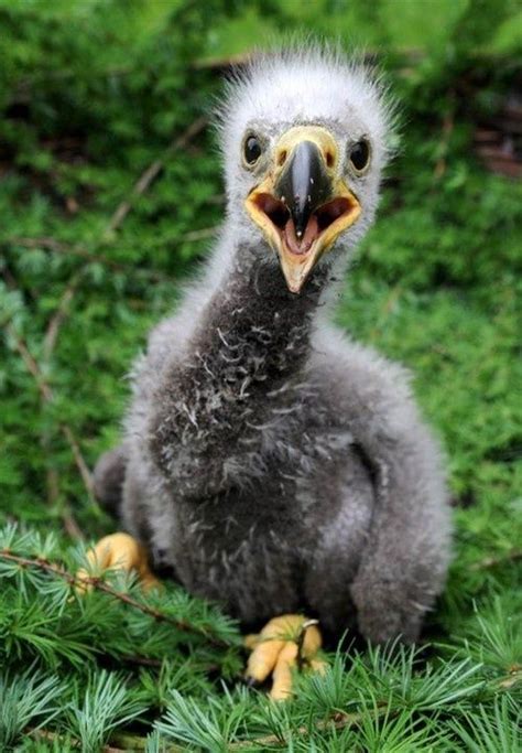 Pichon | Wild animal park, Animals wild, Pet birds