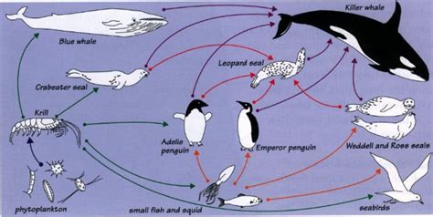 Species Interactions - ORCA observations