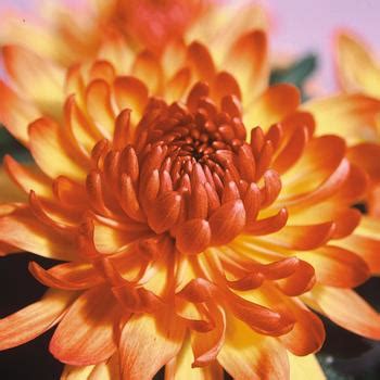 Chrysanthemum x morifolium Bronze Garden Mum | Garden Center Marketing