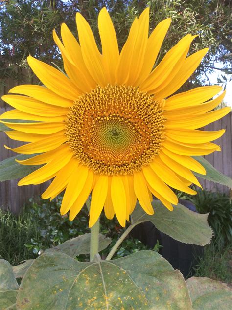 Sunflower centres display the Fibonacci sequence. | Fibonacci sequence ...