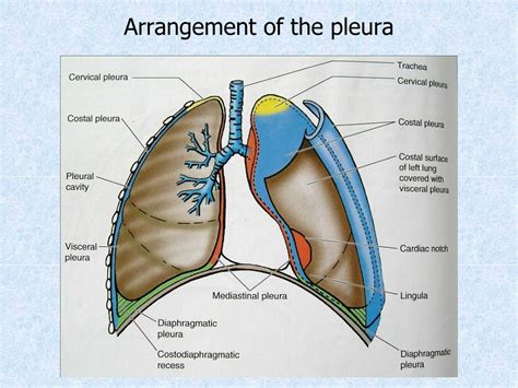 PPT - Chest wall, thoracic cavity and pleura PowerPoint Presentation, free download - ID:5301975