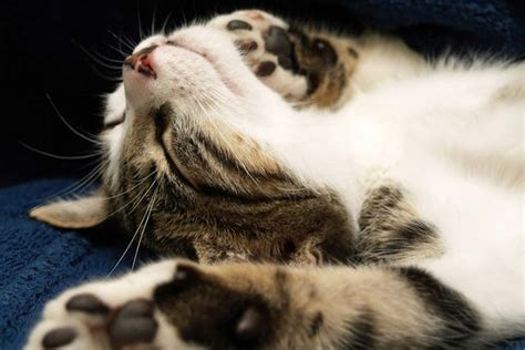 Fainting in Cats - Symptoms, Causes, Diagnosis, Treatment, Recovery ...