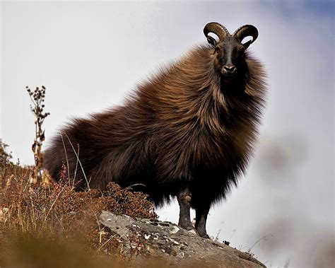 Bull Tahr of New Zealand : Four Seasons Safaris New Zealand