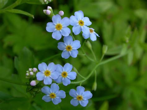 Myosotis L. | Plants of the World Online | Kew Science