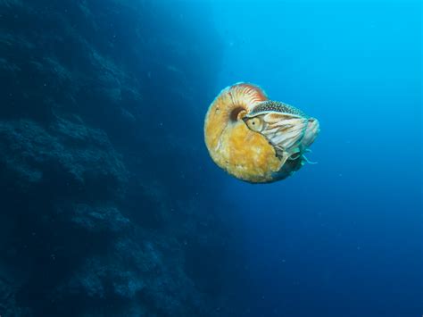 Elusive Sea Creature with Hairy, Slimy Shell Spotted After 31 Years | Live Science