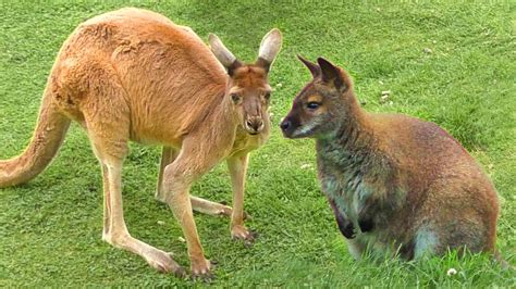 What Is the Difference Between a Wallaby and a Kangaroo?