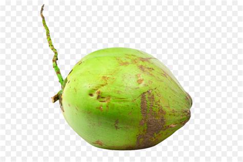 Gambar Buah Kelapa Hijau - GAMBAR TERBARU HD