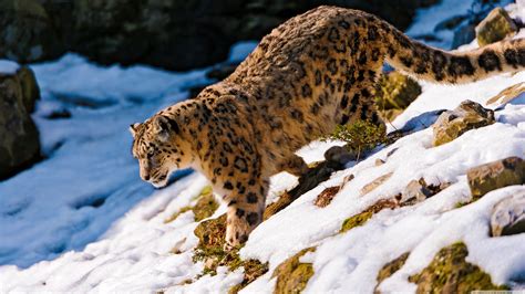 Mac Os X Snow Leopard Wallpaper HD (60+ images)