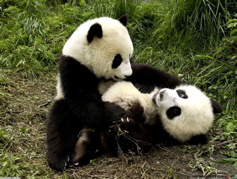 Baby Panda Bear | Wallpapers Gallery