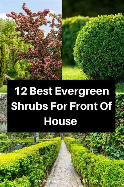 Small Evergreen Shrubs For Front Of House - Ideas of Europedias