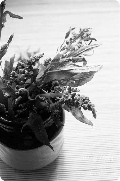 Monsoon Spice | Unveil the Magic of Spices...: Black & White Wednesday with Spinach Flowers