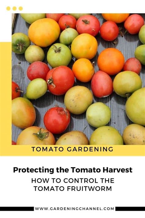 How to Control the Tomato Fruitworm - Gardening Channel