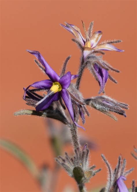 Australian Desert Plants - Boraginaceae