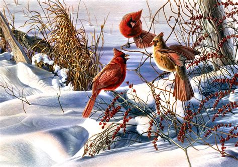 Red cardinal bird painting, Christmas, Cardinals, birds, snow HD ...