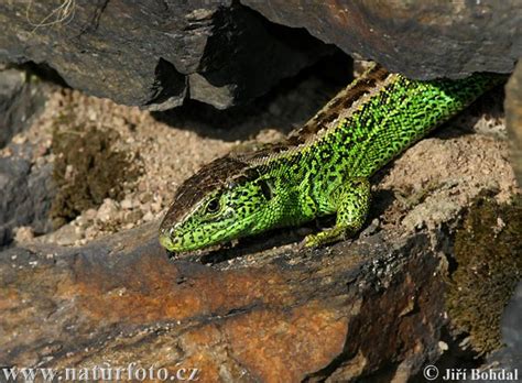 Sand Lizard Photos, Sand Lizard Images, Nature Wildlife Pictures | NaturePhoto