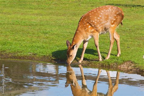 female deer drinking water from a pond Stock Photo | Adobe Stock