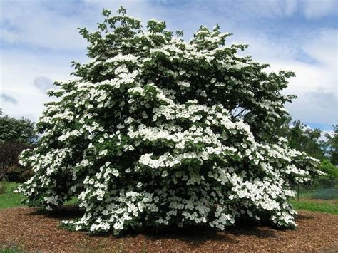 Venus® Dogwood | Planting flowers, Ornamental trees, Cornus kousa