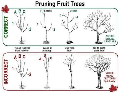 How to prune Fruit trees correctly : r/coolguides