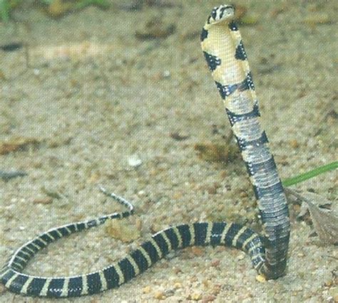 Interesting Facts About The King of All Venomous Snakes | natureandwildlife