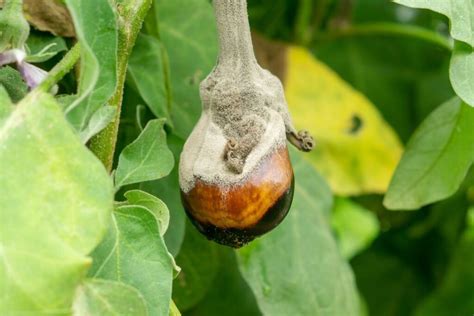 Aubergine: profile & plant care - Plantura