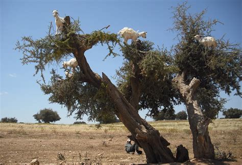 Wanda Craswell: Goats in trees on the way to Essaouira