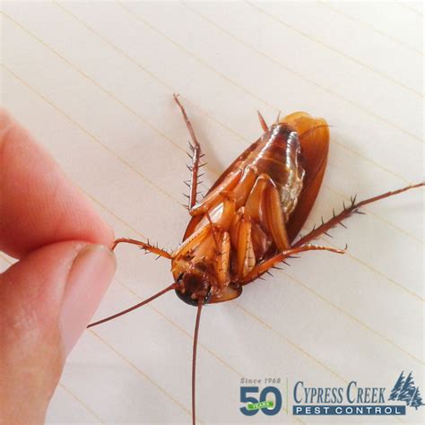 Common Pests in the Houston Area | Houston Pest Control Pros | Cycreek