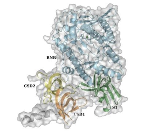 RNAse II — ITQB