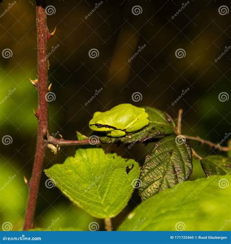 European Tree Frog in Its Natural Habitat Stock Photo - Image of tree, frog: 171725460