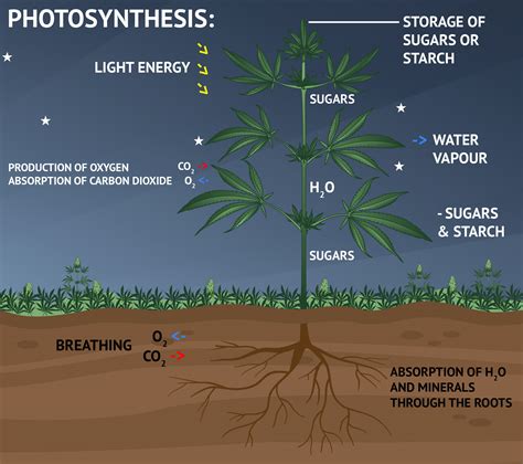 Photosynthesis: the dark phase