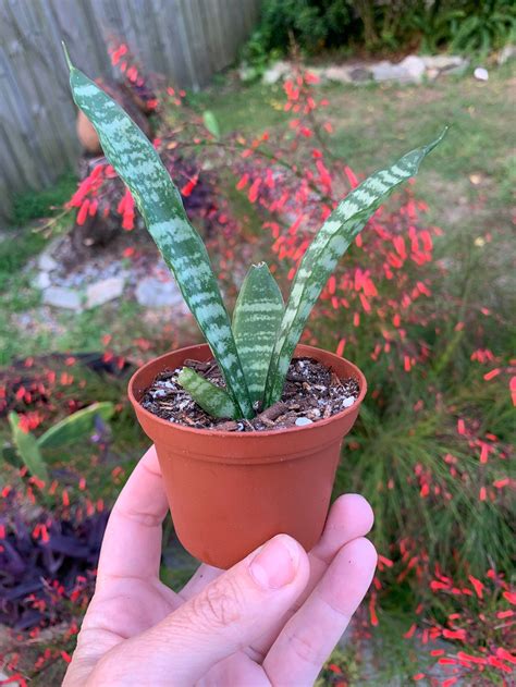 Baby Snake Live Plant Sansevieria - Etsy