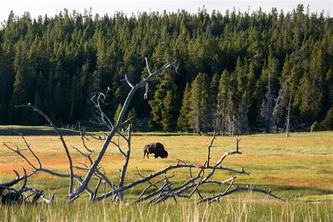 A bison grazing in Yellowstone national park during the golden hour : r/NationalPark