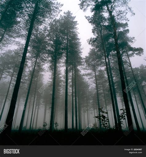 Trees Thetford Forest Image & Photo (Free Trial) | Bigstock