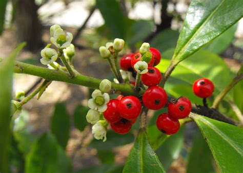 Yerba Mate Plant (Ilex paraguariensis): Care and Growing Guide