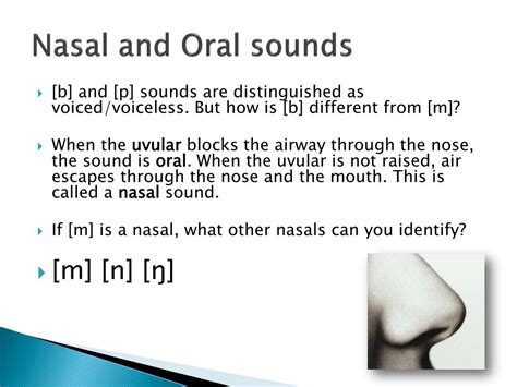 PPT - Phonetics: The Sounds of Language PowerPoint Presentation, free ...