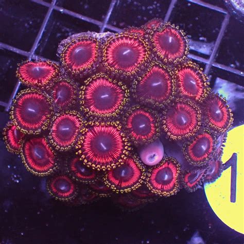 WYSIWYG Pink Berry Blush Multicolor Ultra Zoa Colony (30+ polyps) | Corals Anonymous