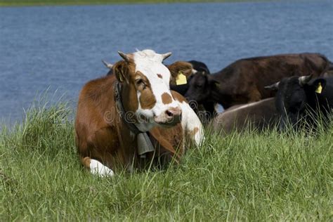 Farm animals stock photo. Image of curious, spots, fresh - 5214870