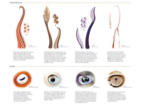 A Fascinating Print Comparing Cephalopod Anatomy | Cephalopod, Anatomy ...