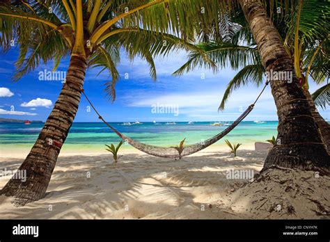 hammock between two palm trees at tropical beach, Philippines Stock ...