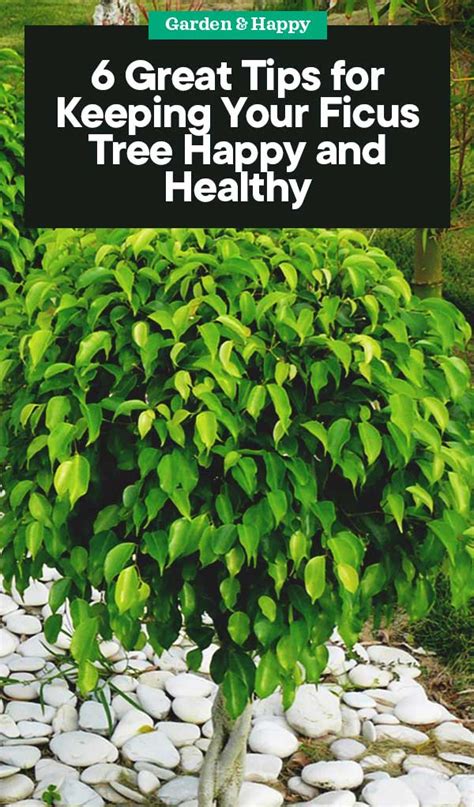 6 Tips for Keeping Your Ficus Tree Happy and Healthy - Garden and Happy