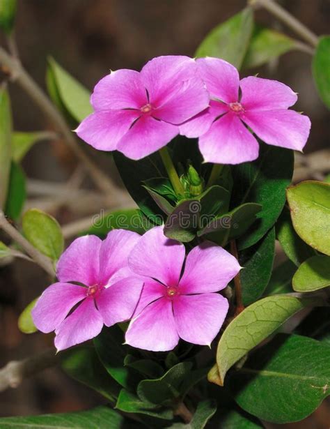 Beautiful Periwinkle Flowers in Natural Surroundings