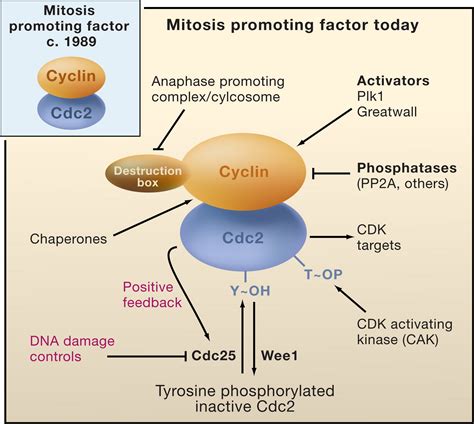 The Hunt for Cyclin: Cell