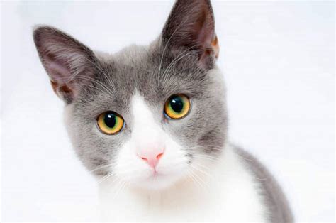 Ultimate Guide To Dry Skin On Cats And How To Treat It [+ Expert Tips]