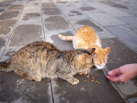 Is It Bad To Feed Stray Cats?