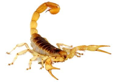 Scorpion PNG