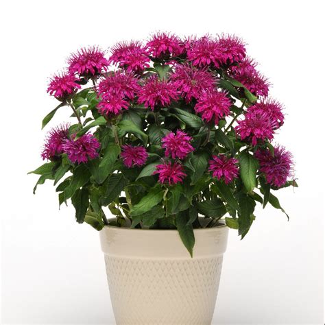 Monarda Pictures - National Garden Bureau