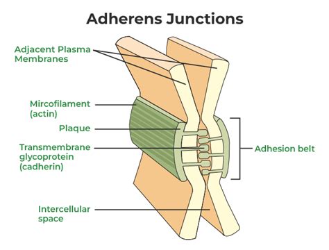 Adherens Junction Function Class 11 at Shirley Wilburn blog