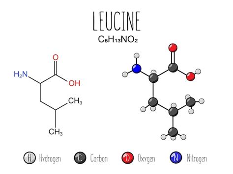 Premium Vector | Leucine amino acid representation