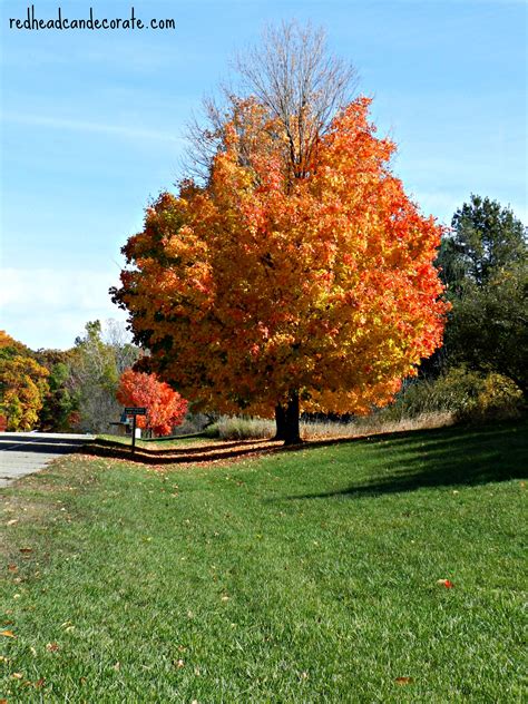 Michigan Fall Foliage - Redhead Can Decorate