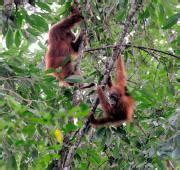 Orangután Sumatran