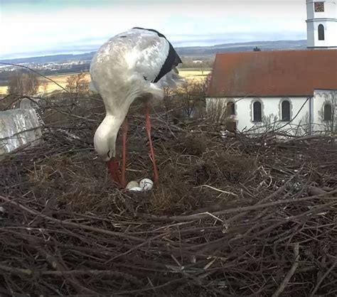 3RD Egg Laid - White Stork Nest Cam - Gögglingen - SPO